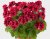 Änglapelargon Candy FLowers ® Bright Red, stickling 3-pack