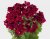 Änglapelargon Candy FLowers ® Dark Red, stickling 3-pack