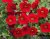 Småpetunia, Stickling, Million Bells MiniFamous ® Neo Firestorm