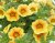 Småpetunia, Stickling, Million Bells MiniFamous ® Uno Yellow Red Eye