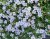 Snöflinga, Stickling, Bacopa Sutera Fall Big Pearl '15