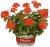 Stjärnpelargon Summer Twist Red ®, stickling 3-pack