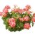Stjärnpelargon Summer Twist Red White ®, stickling 3-pack