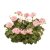 Stjärnpelargon Summer Twist Rose ®, stickling 3-pack
