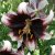 Lilium lancifolium Stracciatella Event, Tigerlilja, P11cm
