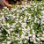 Femtunga, Stickling, Scaevola Surdiva Snow Blanket 3-pack