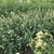 Symphoricarpos x doorenb. Rock, Snöbär