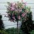 Syringa meyeri Palibin, Dvärgsyrén, 120 stam C7,5