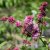 Syringa x prestoniae Miss Canada, Prestonsyrén, 50-60 C5