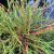 Thuja occidentalis Filiformis