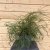 Thuja occidentalis Filiformis, Trådtuja