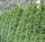 Thuja occidentalis Smaragd, Ädeltuja - Rotklump