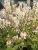 Tiarella hybr. Spring Symphony ®