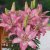 Asiatisk Lilja Trendy Nicosia 3st