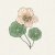 Krasse, Busk-,Tip Top Pink Blush