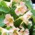 Krasse, Busk-,Tip Top Pink Blush