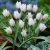 Violtulpan Tulipa humilis Alba Coerulea Oculata 5st