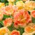Tulpan Dubbel Sen Tulipa Charming Beauty 7st