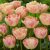 Tulpan Dubbel Sen Creme Upstar 7st