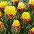 Tulpan Dubbel Sen Tulipa Ice Cream Banana 3st