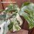 Monstera deliciosa Variegata