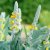 Verbascum bombyciferum, Silverkungsljus