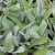 Verbascum bombyciferum, Silverkungsljus, SQ1