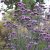 Verbena bonariensis Finesse ®, Jätteverbena, stickling 3-pack