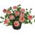 Verbena Vepita Peach, stickling 3-pack
