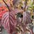 Viburnum bodnantense Dawn