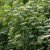 Viburnum furcatum, Japansk gaffelolvon