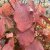 Viburnum furcatum
