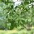 Viburnum lentago, Glansolvon, busk co