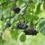 Viburnum lentago, Glansolvon, busk co