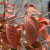 Viburnum plicatum f. tomentosum Pink Beauty