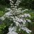 Viburnum plicatum f. tomentosum Pink Beauty, Japanskt Olvon, 30-35 C3