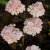 Viburnum plicatum Rosace (Pink Sensation), Japansk Snöbollsbuske, 30-40 C4