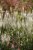 Veronicastrum virginicum Diana