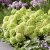 Hydrangea paniculata Living Little Apple ®