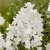 Hydrangea paniculata Groundbreaker ® Blush