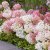 Hydrangea paniculata Groundbreaker ® Blush