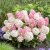 Hydrangea paniculata Living Little Blossom ®