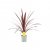 Cordyline australis Red Star