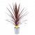 Cordyline australis Red Star