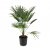 Chamaerops humilis
