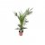 Phoenix canariensis