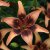 Lilium hybr. Whistler ®, Asiatisk Lilja, P11cm