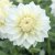 Dahlia Dekorativ White Alva 1st