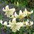 Tigerlilja White Twinkle 3st