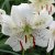 Lilium lancifolium White Twinkle, Tigerlilja, P11cm